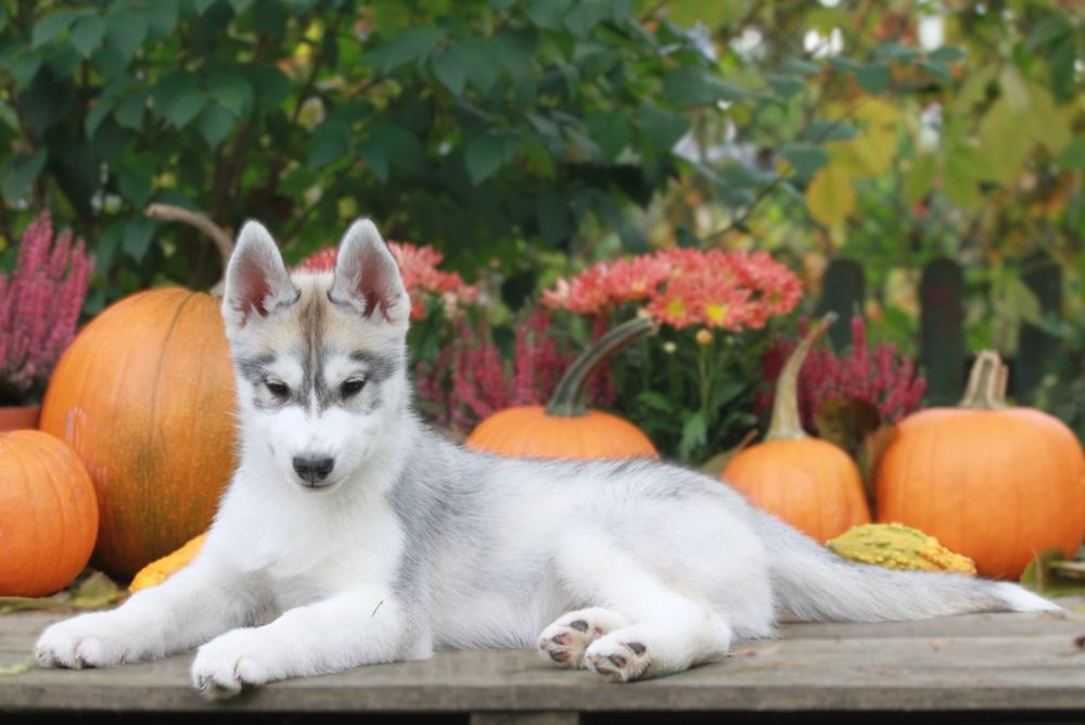 Siberian Husky ZKwP