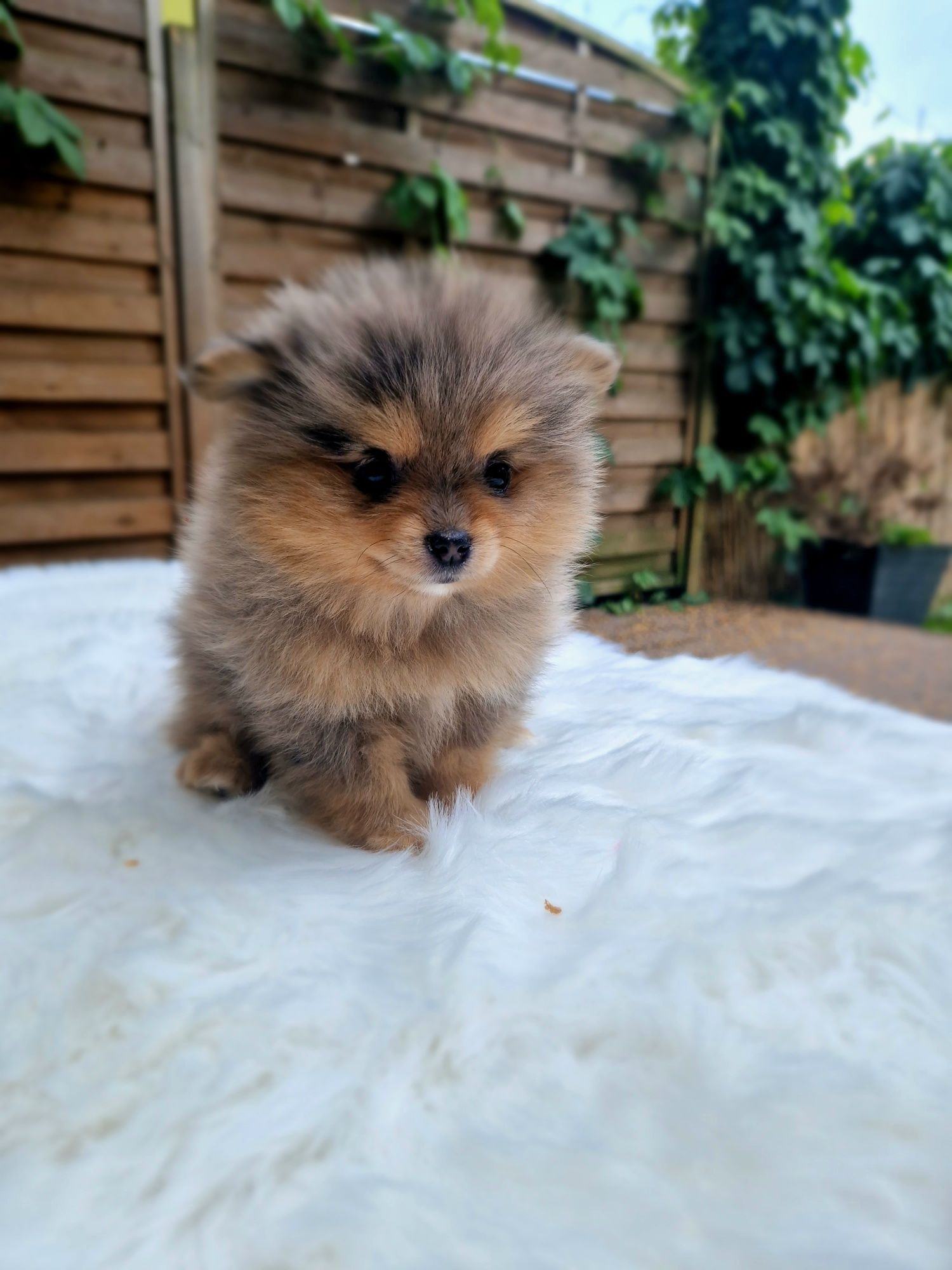 Sunia Szpic miniaturowy pomeranian blue merle & tan Ojciec Champion un