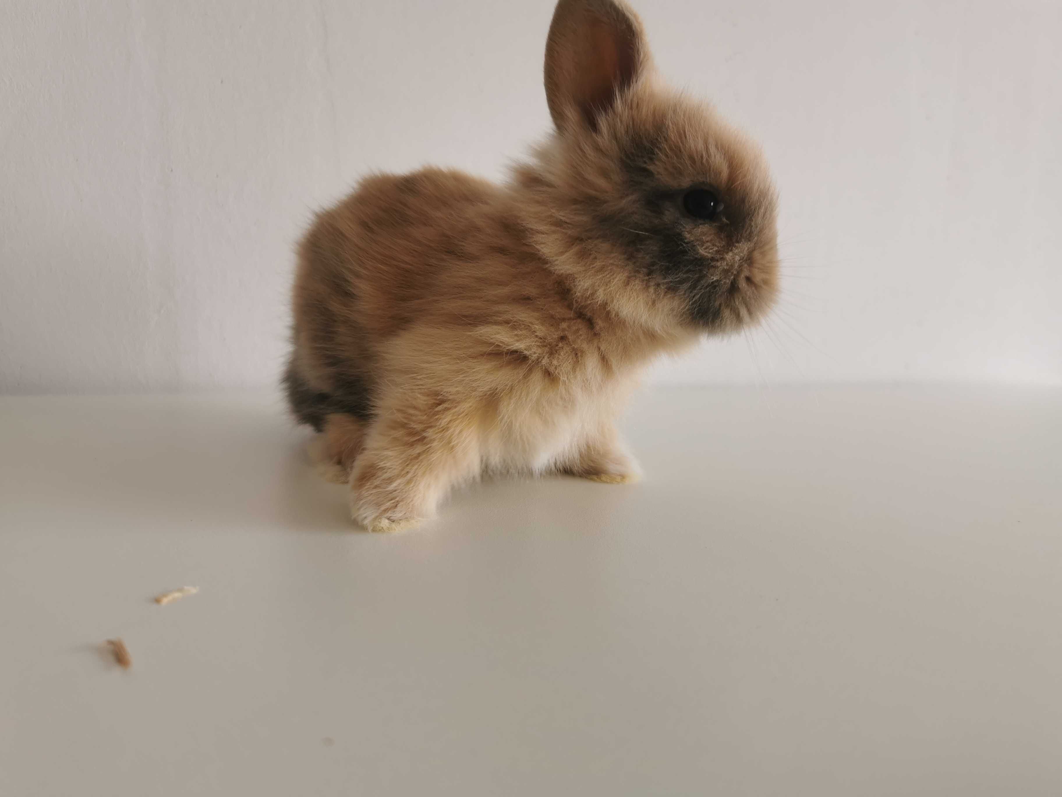 Mini coelhos anões hôlandes e mini toy desparasitados e vacinados