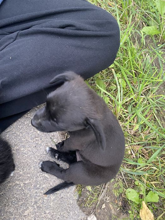 Oddam szczeniaczki w dobre ręce