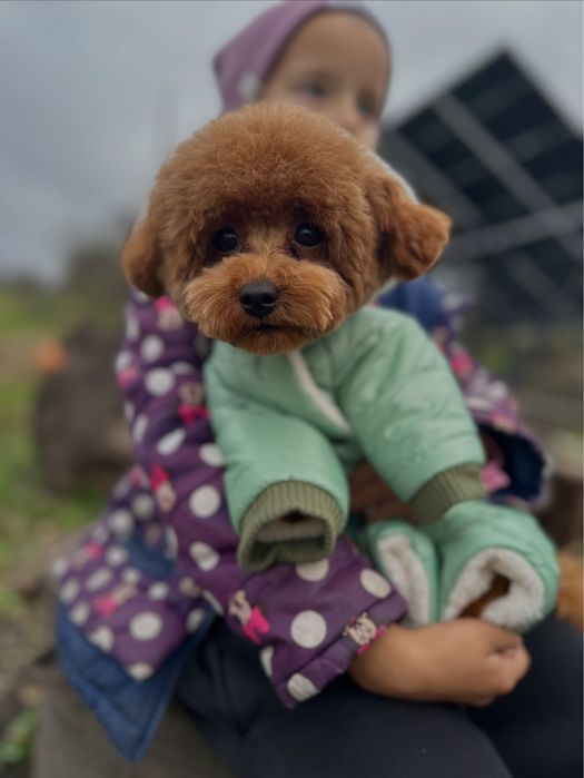 Тікап (міні) той пудель