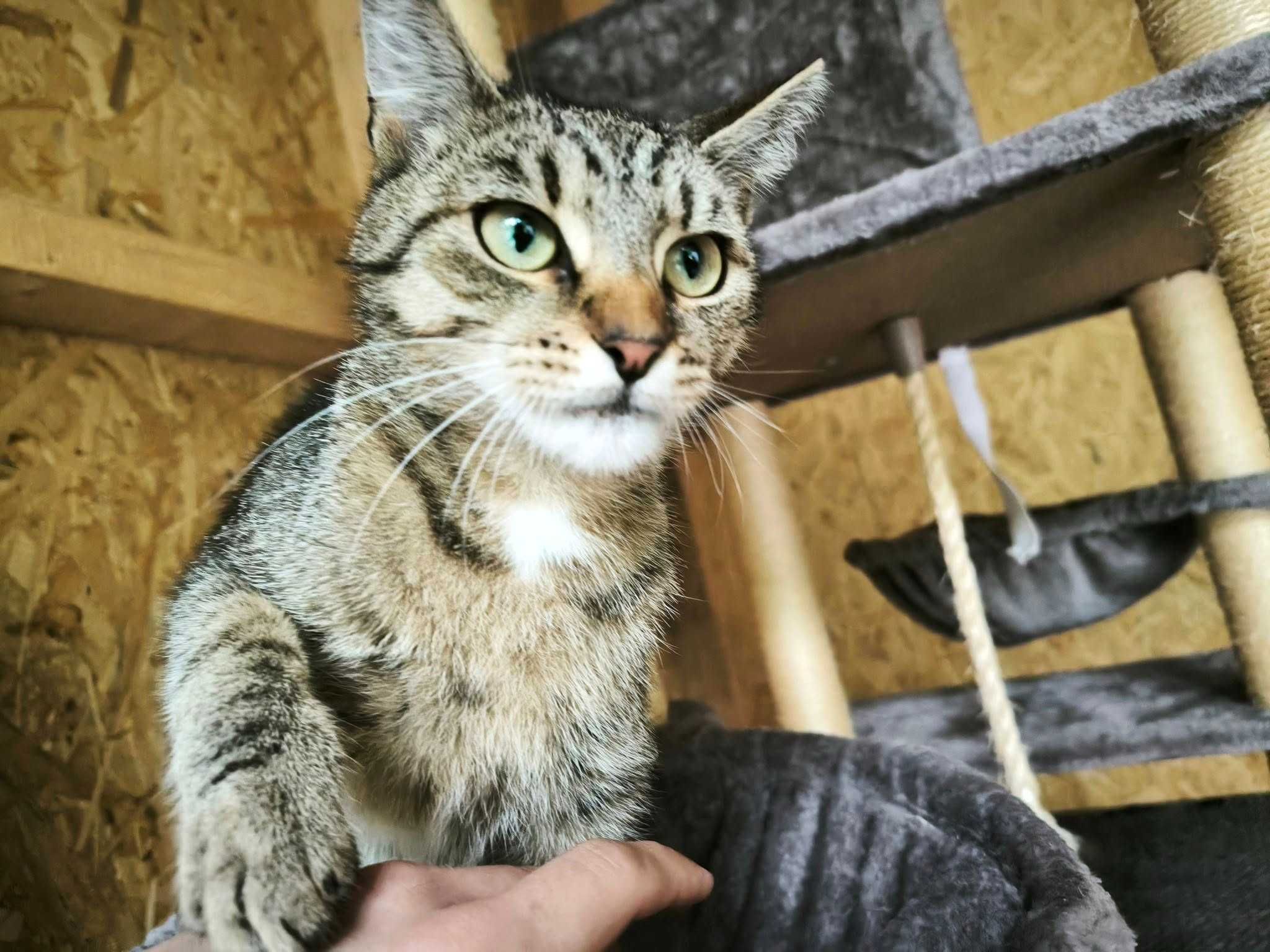 Kicia prosi o dom