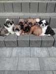 Śliczny piesek shih tzu