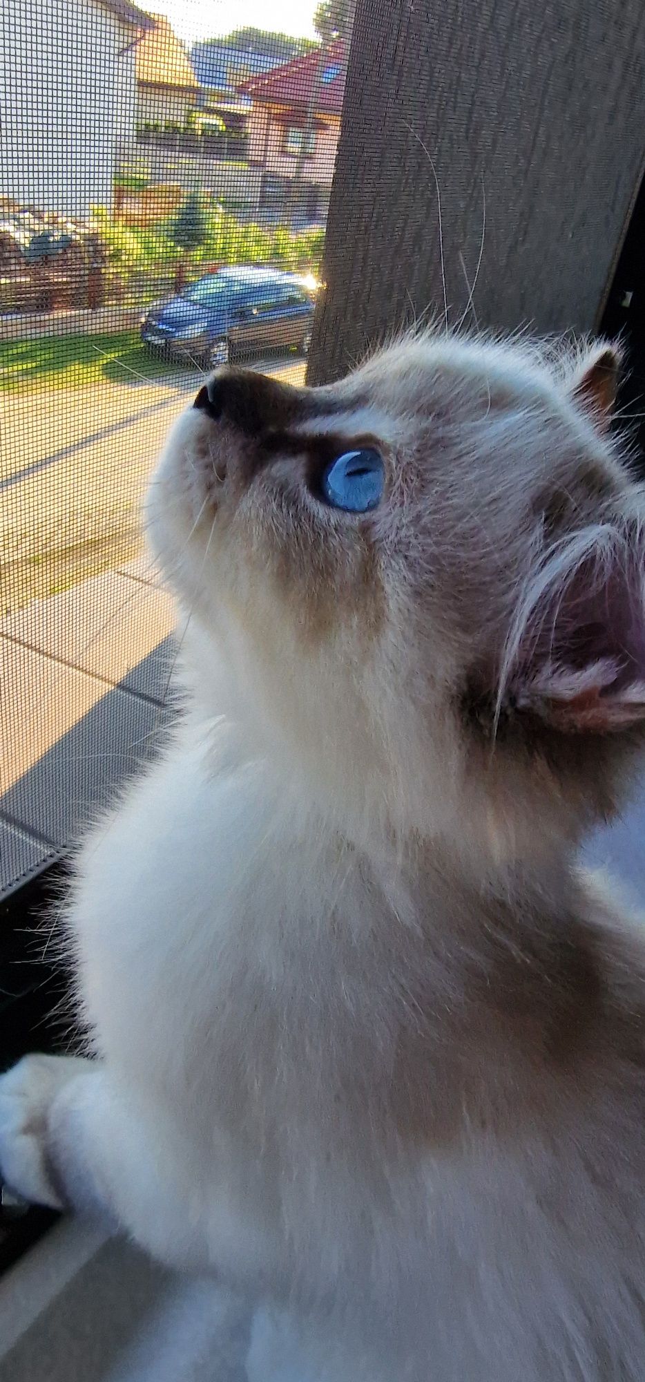 Kocurek Ragdoll z rodowodem WCF gotowy do zmiany domu