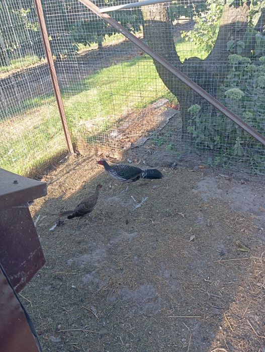 Bażanty Nepalskie i brzoskwiniowe 25