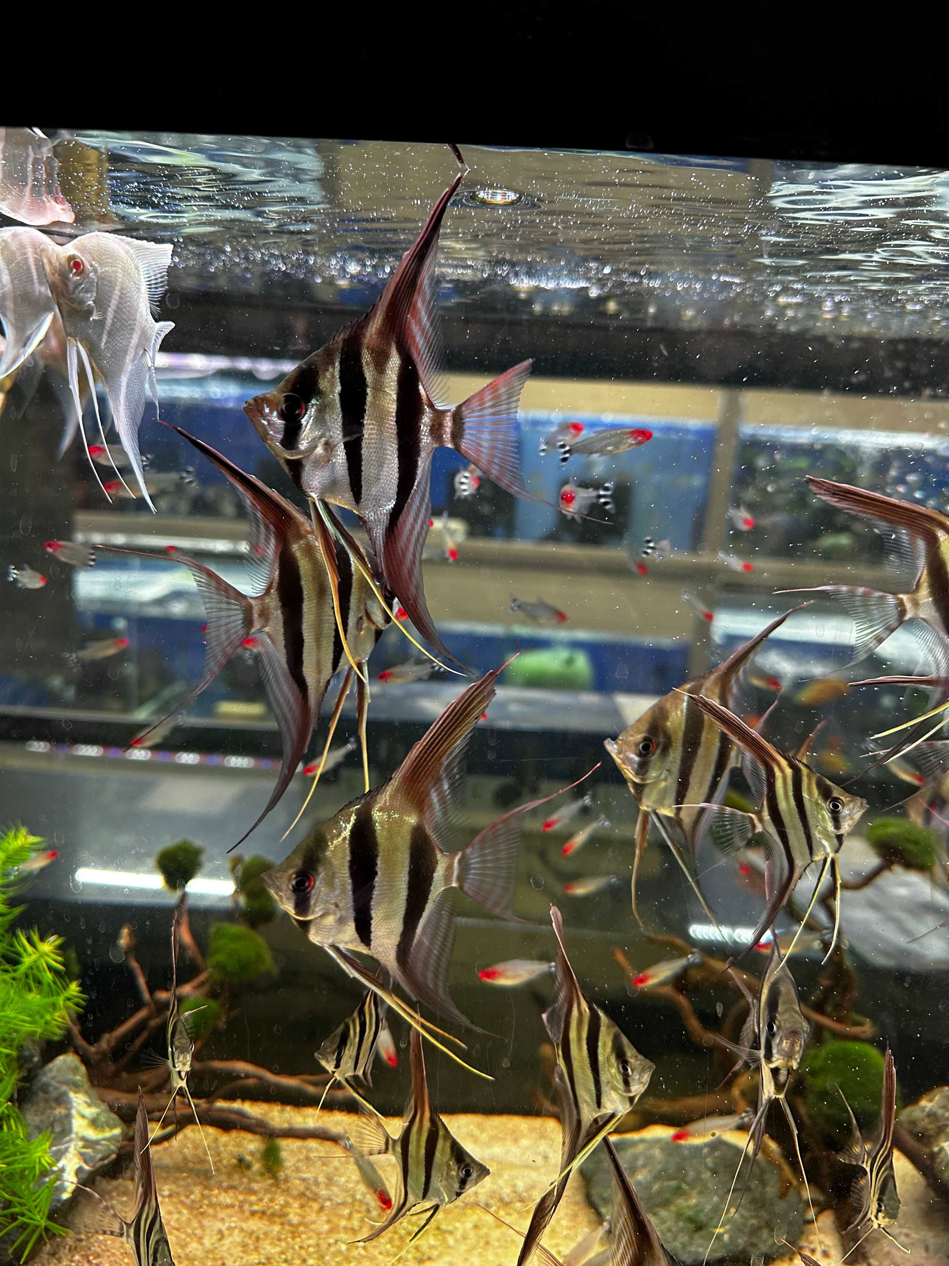 Skalar Altum Orinoco F1 Simon Forkel 16-20cm OSTATNIE SZTUKI