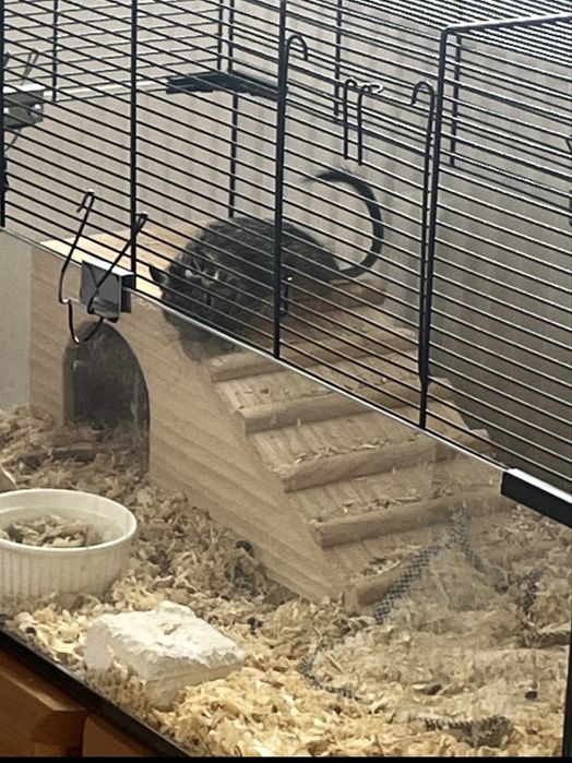 Oddam 2 młode koszatniczki – samiczki