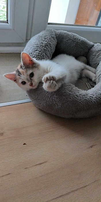 Oddam kocięta/ kotki