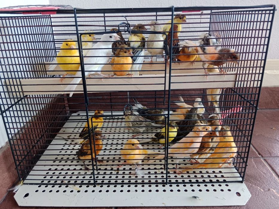 Sprzedam Kanarki z woliery zewnętrznej