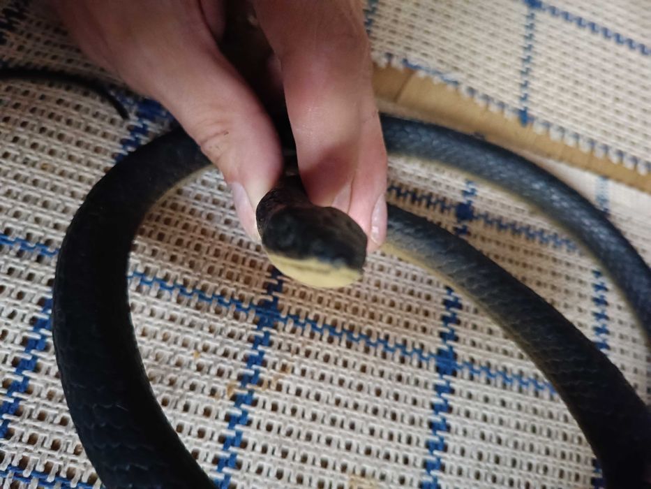 Zestaw na Helloween ! Czaszka skarbonka ,maska, żmija