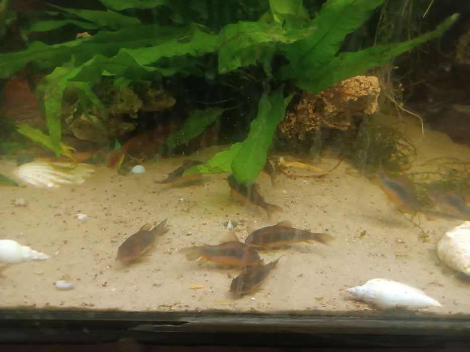 Kiris spizowy dorosłe tarlaki 8szt