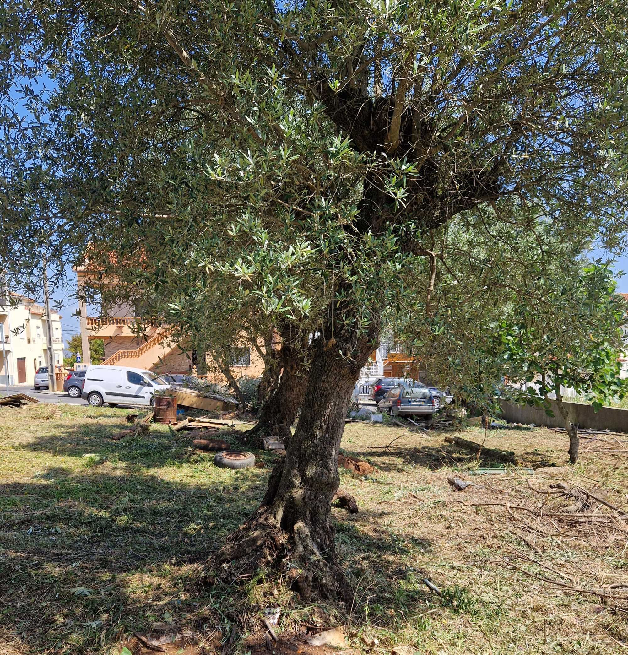 Oliveiras Antigas