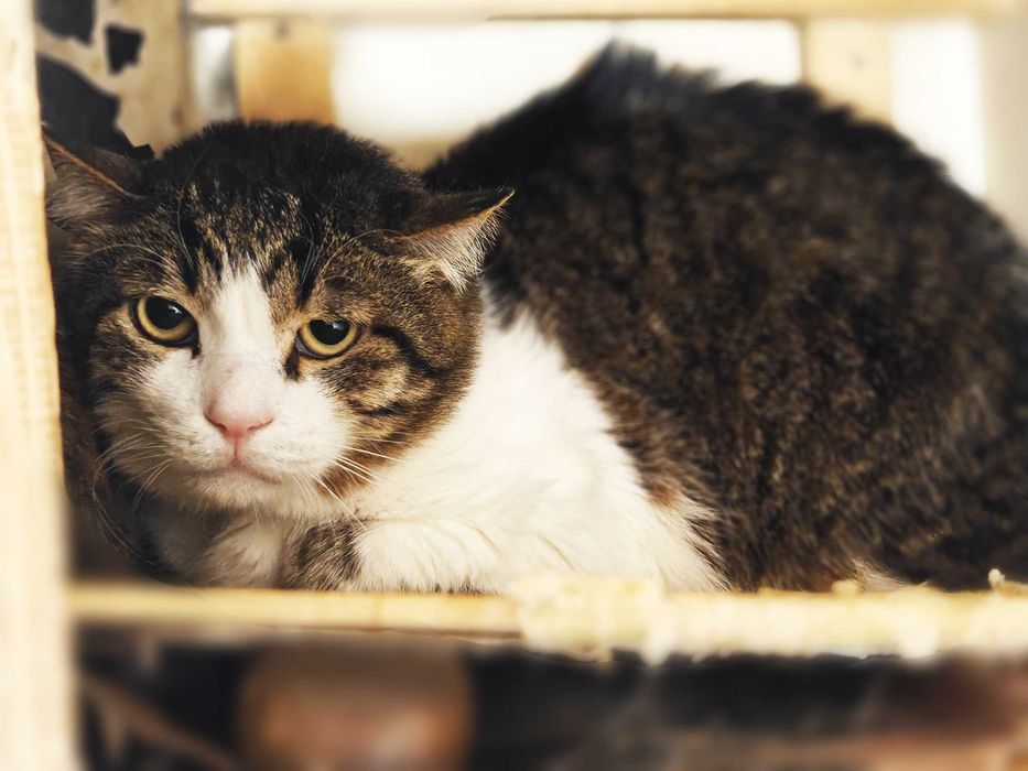 Менні, 2 роки — кругломордий ніжний кіт шукає дім (кастрований)