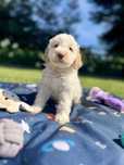 Suczka Lagotto Romagnolo Jaśmnika ZKwP/ FCI