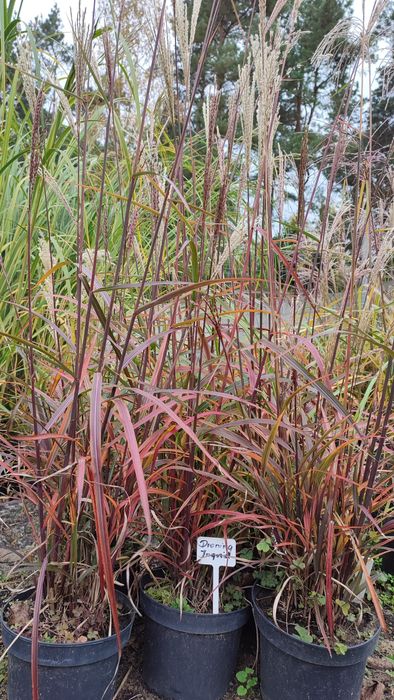 Trawy ozdobne , miskant chiński Memory w doniczkach 3 l.