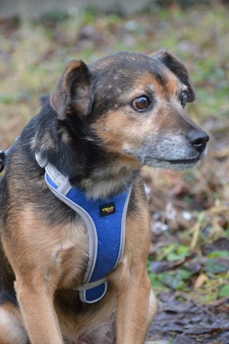 Oddam za darmo- Sympatyczny Kidek szuka domu