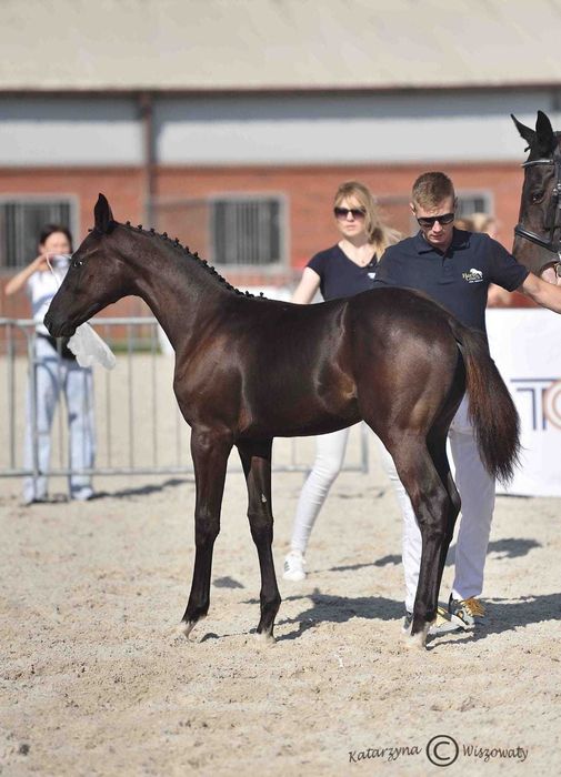 Ogierek prospekt ujeżdżeniowy kary malowany