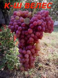 черенки и саженцы кишмышных сортов винограда
