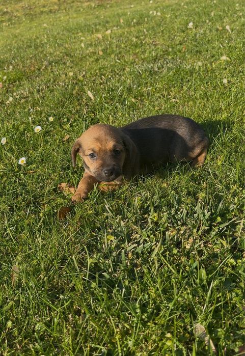 Oddam w dobre ręce pieski – kundelki.