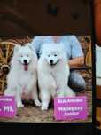 Samoyed dorosły FCI