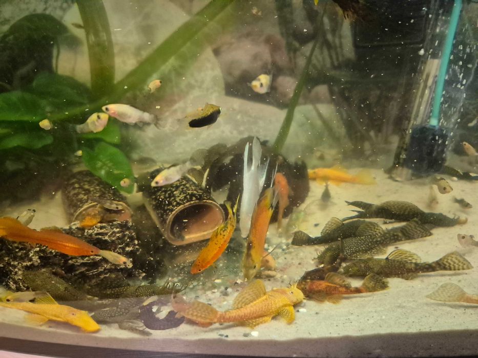 Akwarium panoramiczne 240l wraz z komodą i bogatym życiem