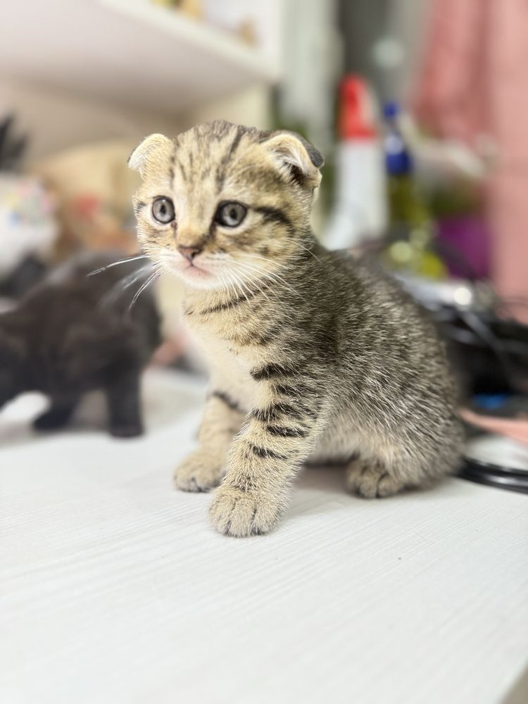 Шотландські кошенята , шотландские вислоухие котята