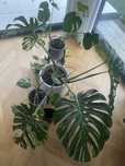 Monstera Thai Constellation duza 110cm liscie 40-50cm