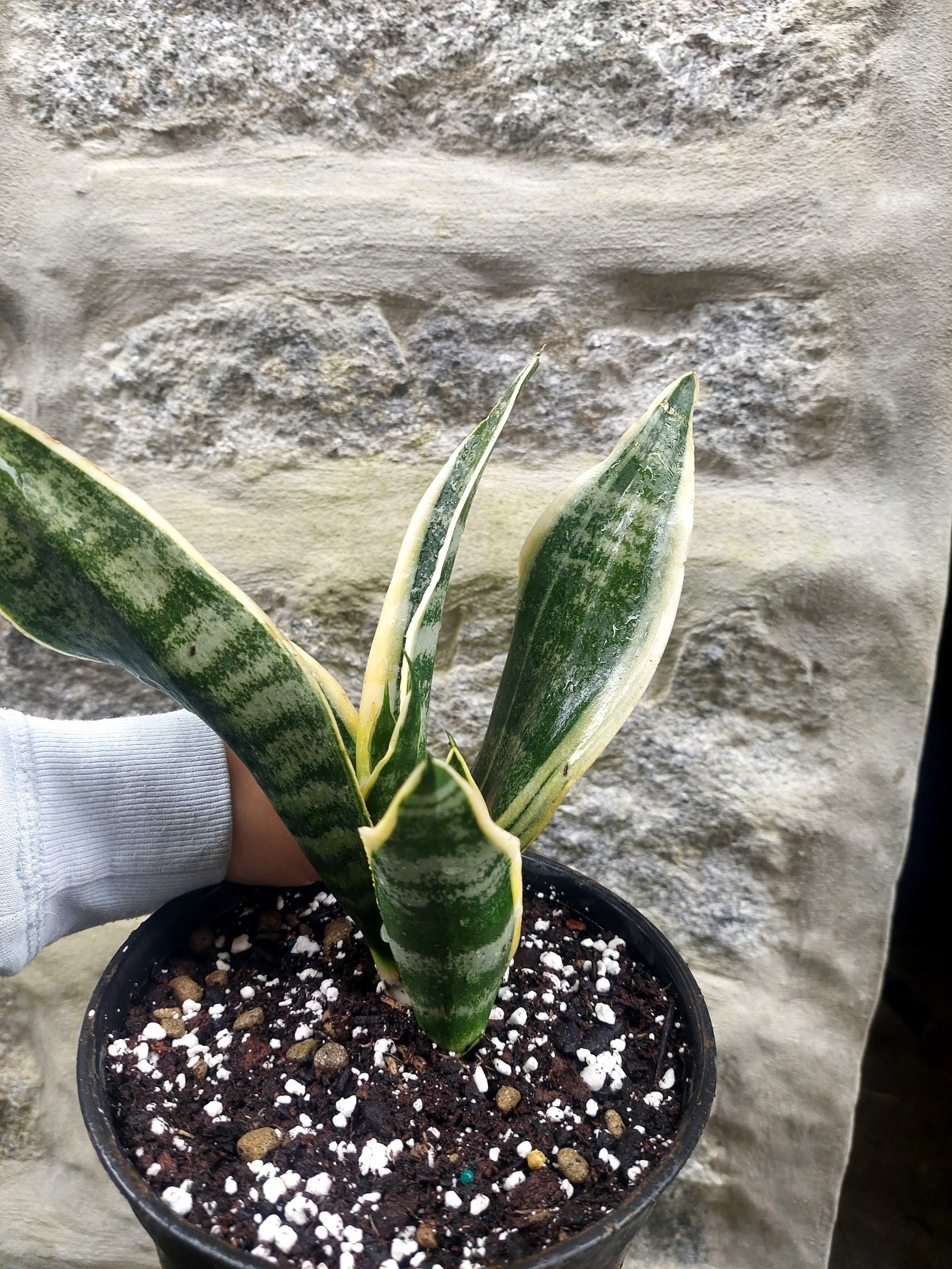 Planta Sansevieria trifasciata