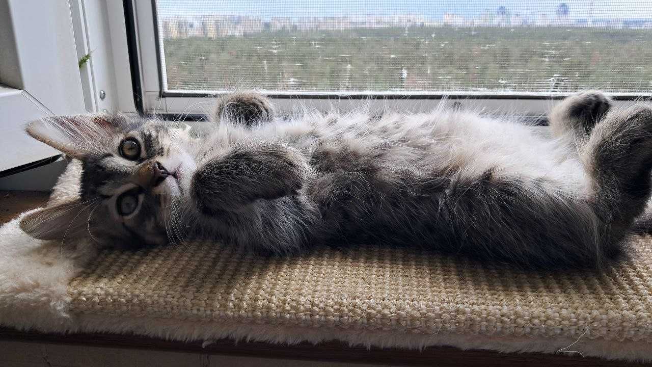Великолепный сибирский котёнок-мальчик ищет любящих хозяев )
