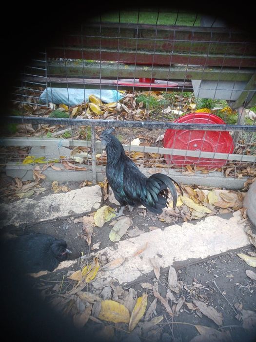 Koguty Ayam Cemani półroczne 4 sztuki