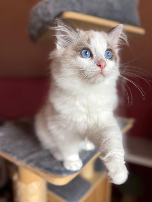 Ragdoll kotek Urwis kocurek