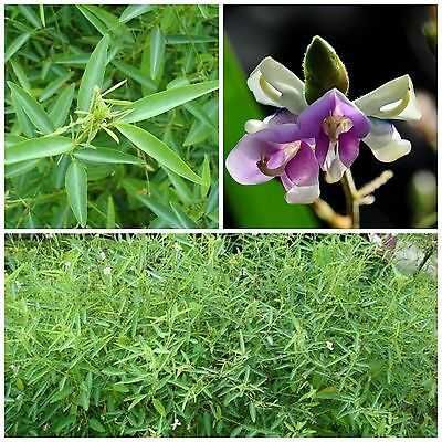 sementes de planta dançarina