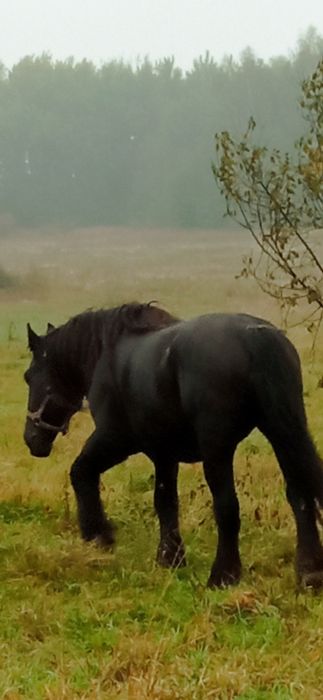 Klacz zimnokrwista zrebna księga główna źrebak ma 3miesiace