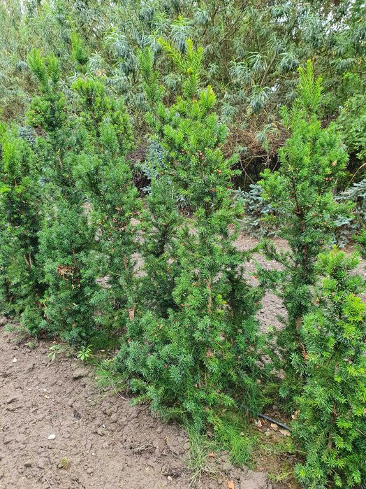 Cis HICKSII Densiformis TAXUS 200 cm kopany maszyną SZKÓŁKOWANY