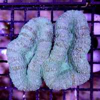 Lobophyllia - Green Premium, lps morskie, Koralowiec, akwarium
