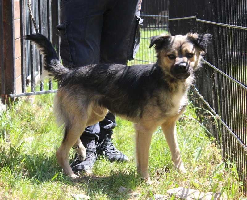 Pies Babiś- oddam psa, psy do adopcji
