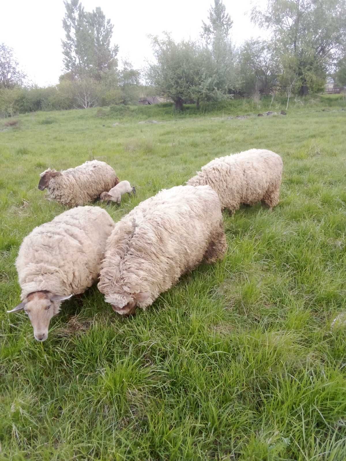 Продам Вівцю. Баран.