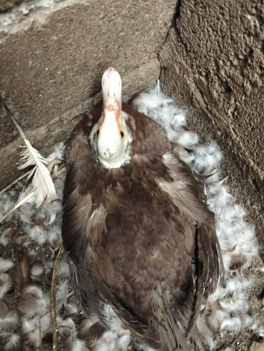 Vendem-se patos mudos