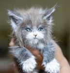 Bajeczny kocurek maine coon