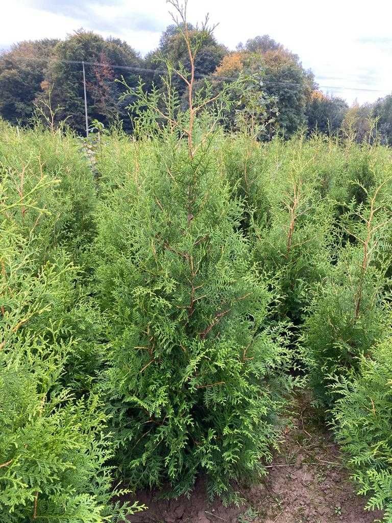 Tuja brabant 170-180cm Thuja bardzo gęsta !!!