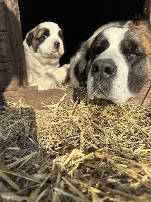 Щенки Московские стороживые