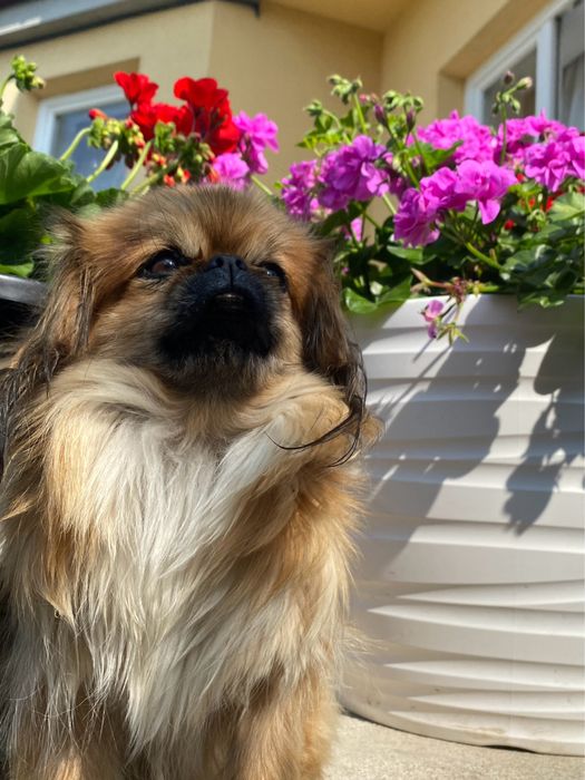 Piesek i suczka pekinczyka szczeniaki do oddania