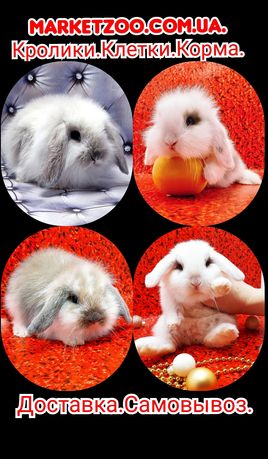 Карликовые мини кролики торчеухие и вислоухие декоративные,клетки,корм