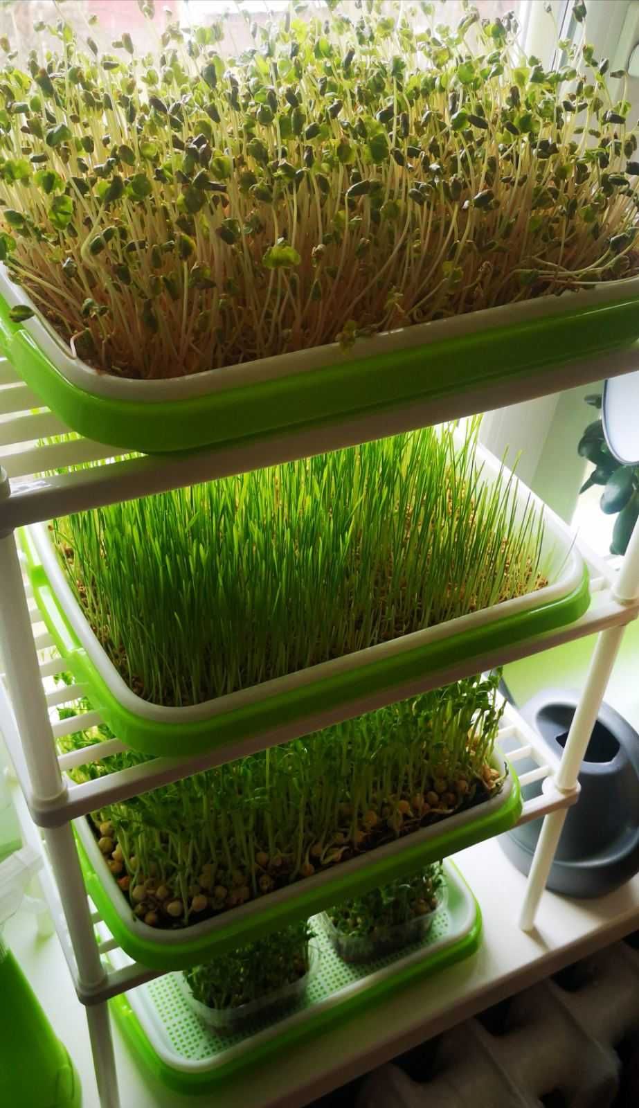 Набір для вирощування мікрозелені. Лотки для гідропоніки.