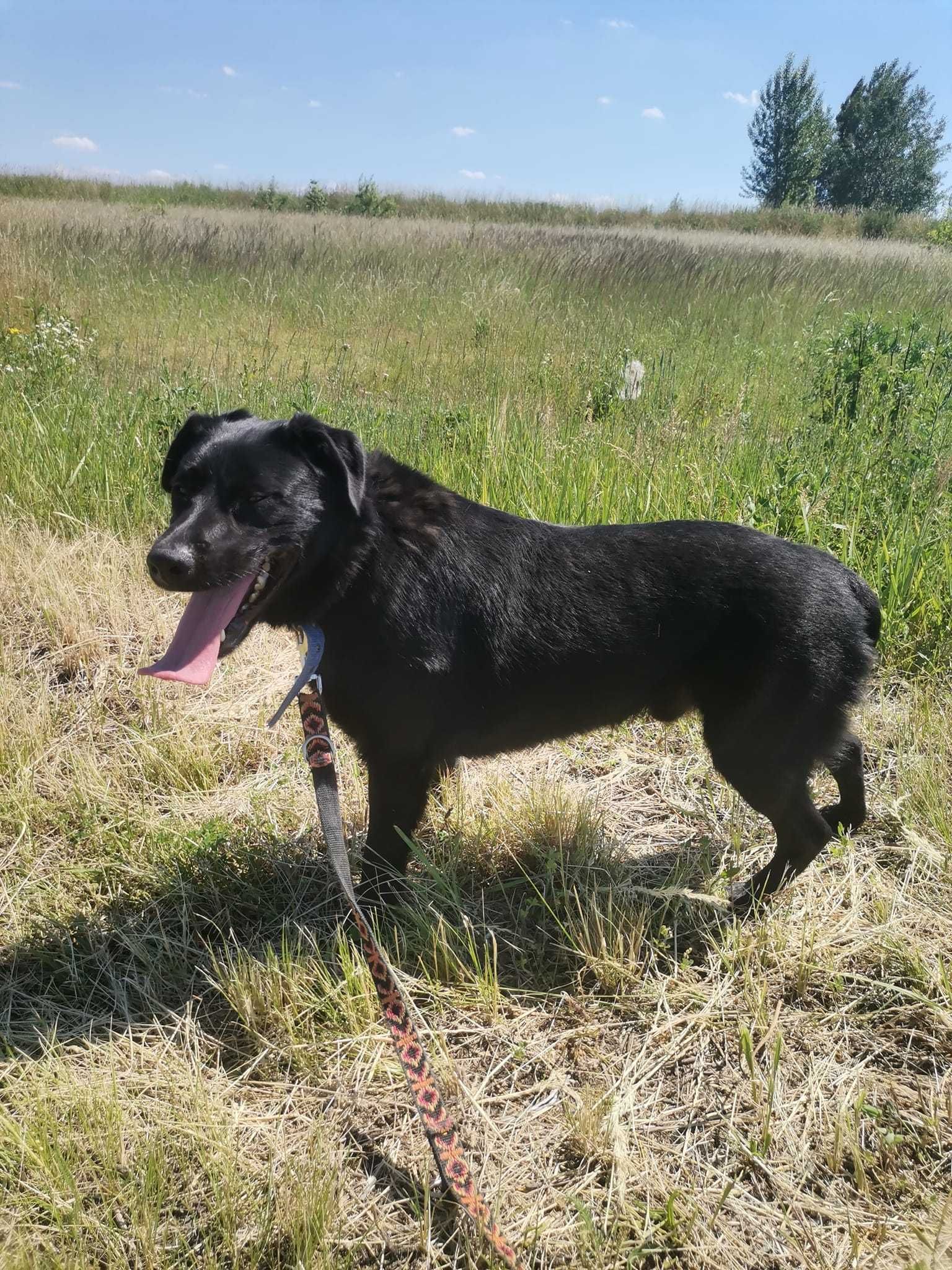 Simba - młody, kontaktowy i po prostu fajny