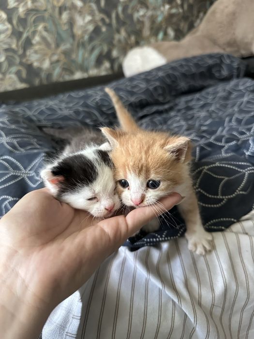 Кошеня безкоштовно