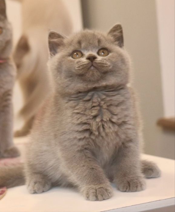 Kocurek niebieski z Rodowodem FPL