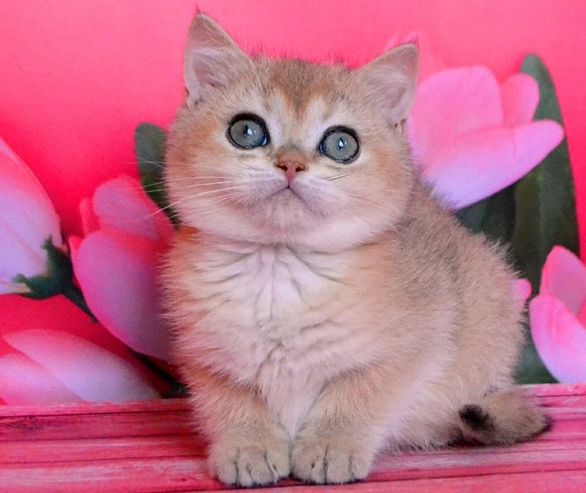 Британська дівчина красуня золота шиншила