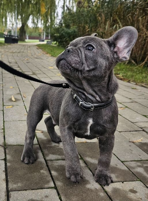 Buldog francuski