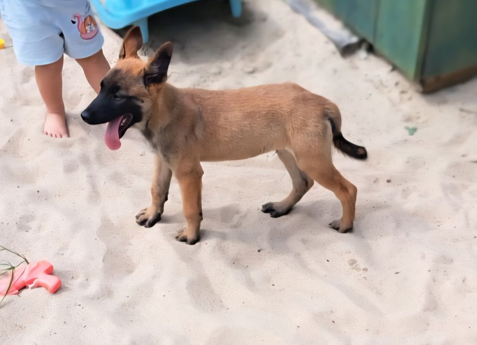 Owczarek belgijski Malinois suczka